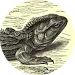 Sphenodon Punctatus